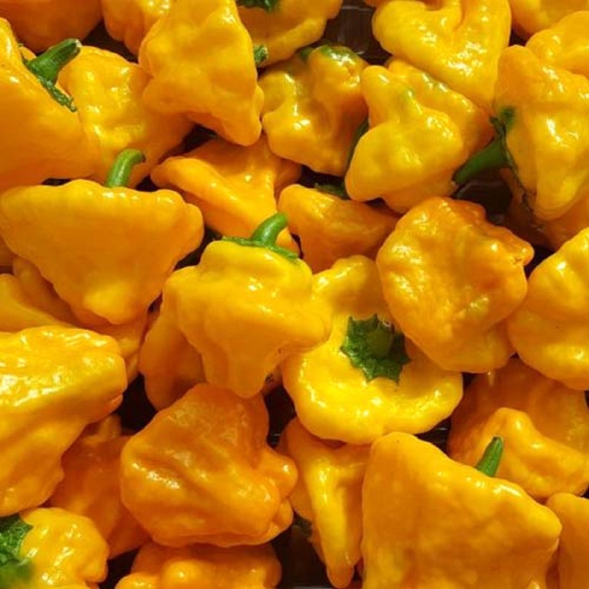 Chilli Mushroom žluté - Capsicum annuum - prodej semen - 6 ks