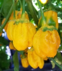 Chilli 7 Pot Bubblegum Yellow - Capsicum chinense - prodej semen - 7 ks