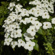 Dřín japonský - Cornus kousa - prodej semen - 12 ks