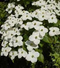Dřín japonský - Cornus kousa - prodej semen - 12 ks