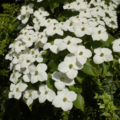 Dřín japonský - Cornus kousa - prodej semen - 12 ks