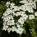 Dřín japonský - Cornus kousa - prodej semen - 12 ks