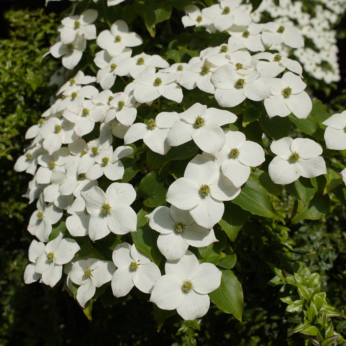 Dřín japonský - Cornus kousa - prodej semen - 12 ks