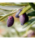 Olivovník evropský - Olea europeae - prodej semen - 5 ks