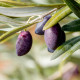 Olivovník evropský - Olea europeae - prodej semen - 5 ks