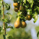 Hrušeň obecná - Pyrus communis - prodej semen - 4 ks