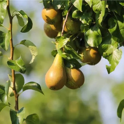 Hrušeň obecná - Pyrus communis - prodej semen - 4 ks