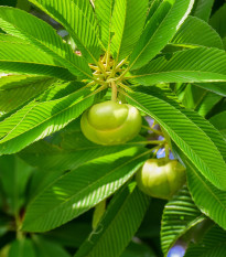 Dilenie indická - Dillenia indica - prodej semen - 12 ks