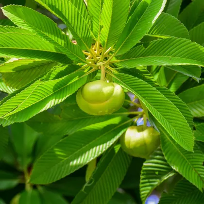 Dilenie indická - Dillenia indica - prodej semen - 12 ks