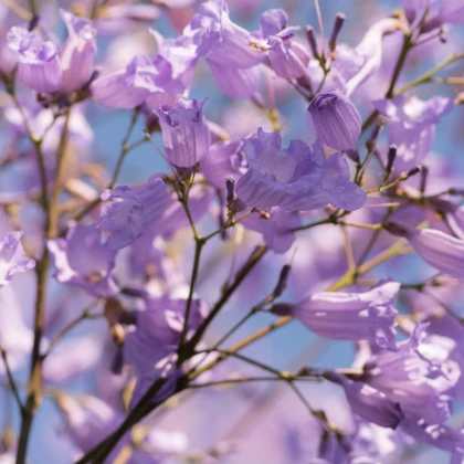 Žakaranda mimózolistá - Jacaranda mimosifolia - prodej semen - 6 ks