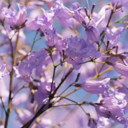Žakaranda mimózolistá - Jacaranda mimosifolia - prodej semen - 6 ks
