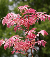 Česnekovník čínský - Toona sinensis - prodej semen - 7 ks
