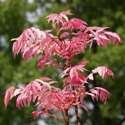 Česnekovník čínský - Toona sinensis - prodej semen - 7 ks