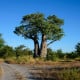 Baobab africký - Adansonia digitata - prodej semen - 6 ks
