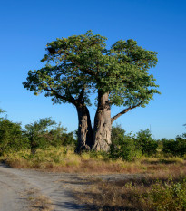 Baobab africký - Adansonia digitata - prodej semen - 6 ks