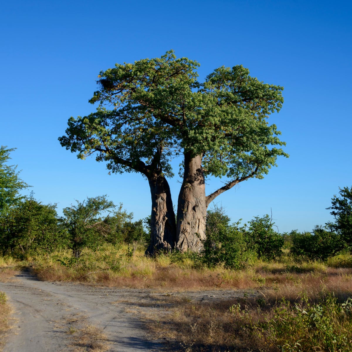 Baobab africký - Adansonia digitata - prodej semen - 6 ks