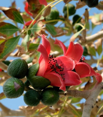 Bombax ceiba - Bombax ceiba - prodej semen - 6 ks