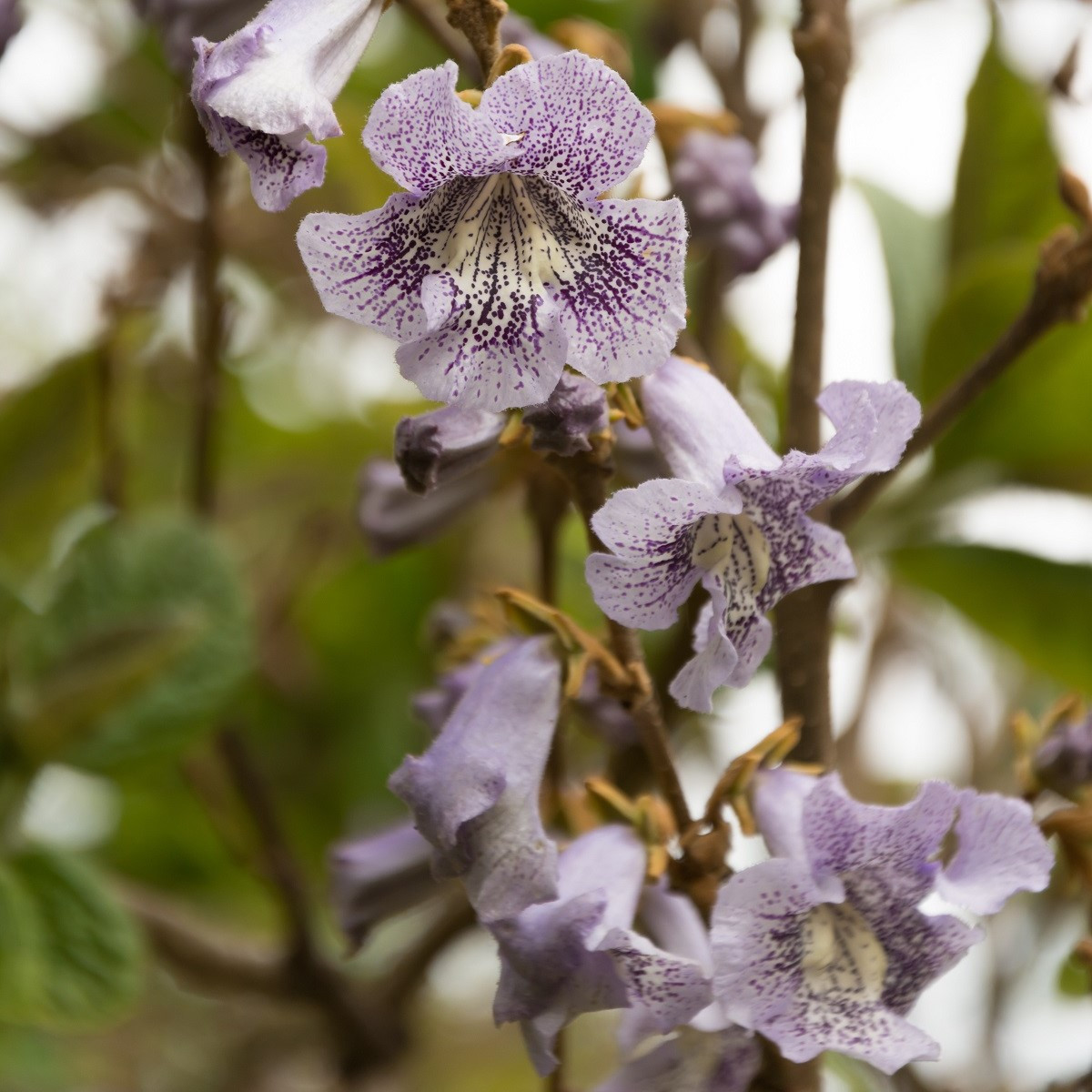 Paulovnie catalpifolia - Paulownia - prodej semen - 15 ks