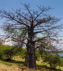 Baobab suarézský - Adansonia suarezensis - prodej semen baobabu - 2 ks