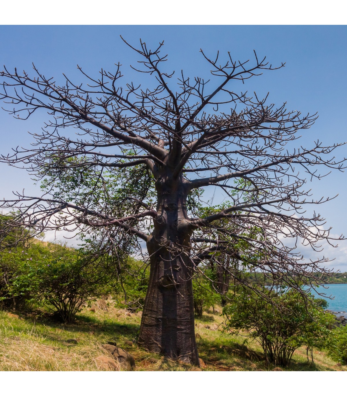 Baobab suarézský - Adansonia suarezensis - prodej semen baobabu - 2 ks