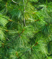 Borovice Roxburghova - Pinus roxburhii - prodej semen borovice - 5 ks