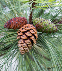 Borovice těžká - Pinus ponderosa - prodej semen - 6 ks