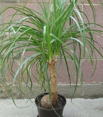 Nolina - Sloní noha - Nolina longifolia - prodej semen - 5 ks