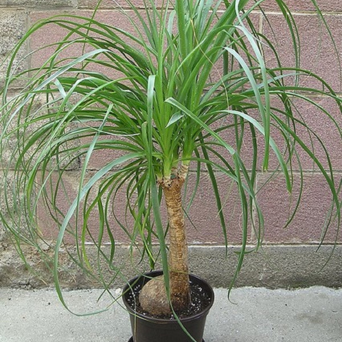 Nolina - Sloní noha - Nolina longifolia - prodej semen - 5 ks