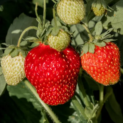 Jahodník stáleplodící Delician F1 - Fragaria ananassa - prodej semen - 7 ks