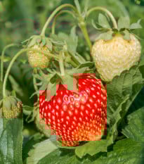 Jahodník Senga - Fragaria ananassa - prodej prostokořenných sazenic - 3 ks