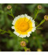 Chryzantéma jedlá - Chrysanthemum coronarium - prodej semen - 400 ks