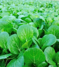Choy Sum čínské zelí - Brassica chinensis - prodej semen - 100 ks