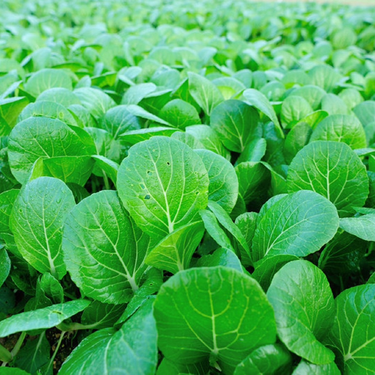 Choy Sum čínské zelí - Brassica chinensis - prodej semen - 100 ks
