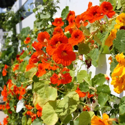 Lichořeřišnice nízká Alaska Mix - Tropaeolum nanum - prodej semen - 15 ks