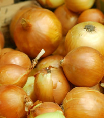 Cibule Zittauer žlutá - Allium cepa - prodej semen - 270 ks