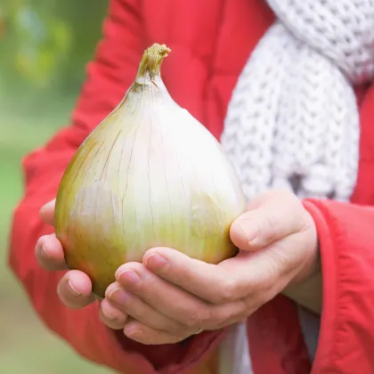 Cibule obrovská Kelsae - Allium cepa - prodej semen - 100 ks