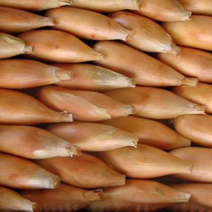 Cibule jarní Tosca - Allium cepa - prodej semen - 140 ks