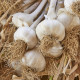 Sadbový Česnek Messidrome bílý - Allium sativum - nepaličák - prodej cibulí česneku - 1 balení