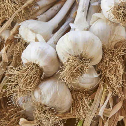 Sadbový Česnek Messidrome bílý - Allium sativum - nepaličák - prodej cibulí česneku - 1 balení