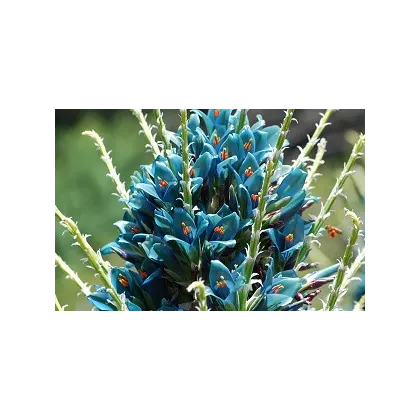 Puya Berteroniana- semena- 5 ks