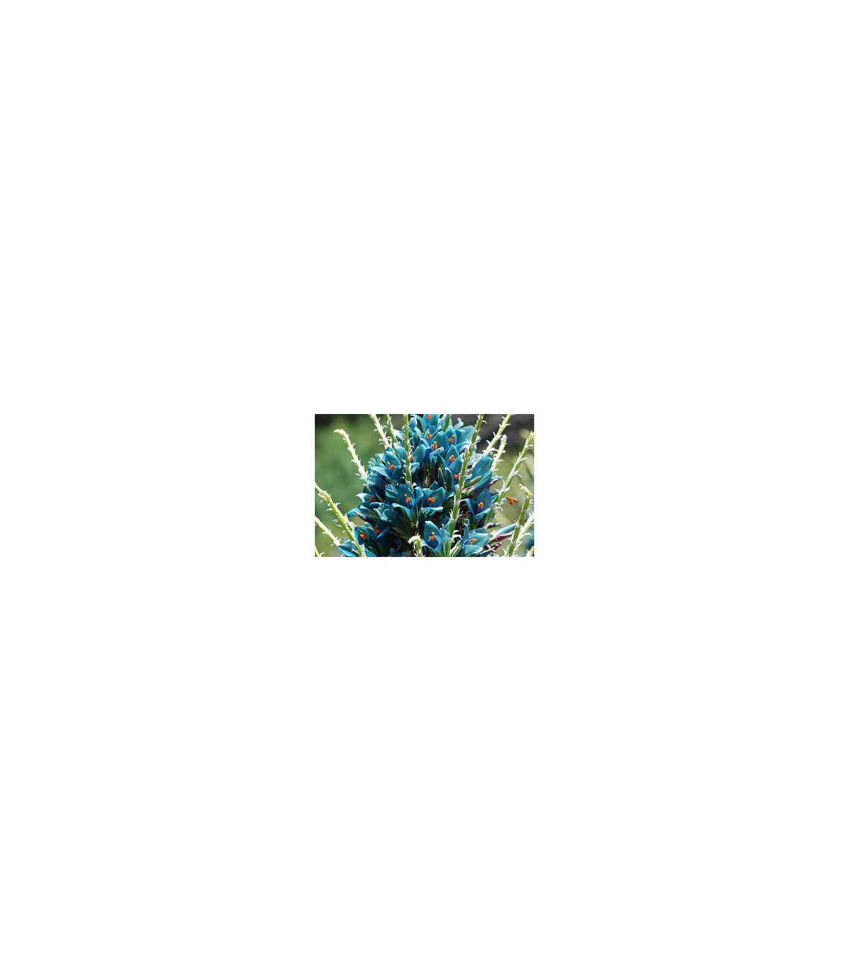 Puya Berteroniana- semena- 5 ks