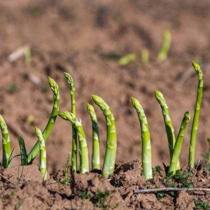 Chřest lékařský - Mary Washington -  Asparagus officinalis - prodej semen - 20 ks