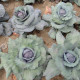Zelí Rufus - Brassica oleracea - prodej semen - 150 ks