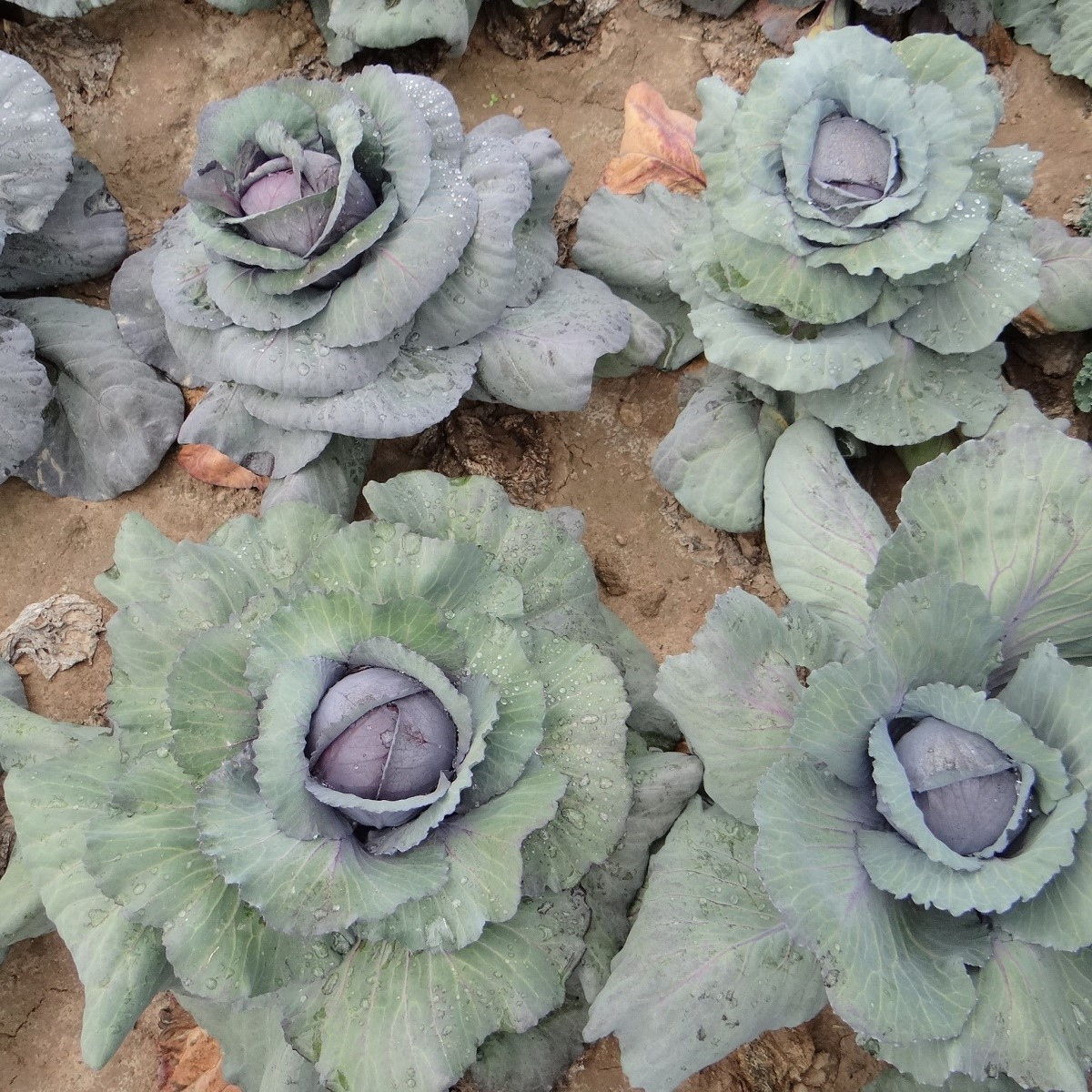 Zelí Rufus - Brassica oleracea - prodej semen - 150 ks