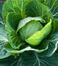 Zelí Dita - Brassica oleracea - prodej semen - 0,8 g