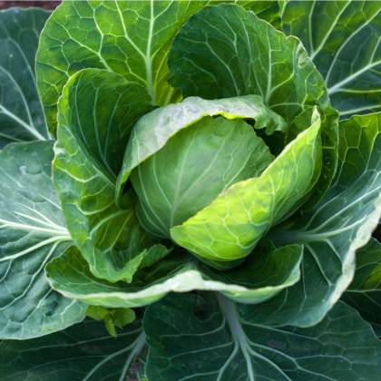 Zelí Dita - Brassica oleracea - prodej semen - 0,8 g