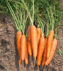 Mrkev F1 Maxima pozdní - Daucus carota - prodej semen - 900 ks