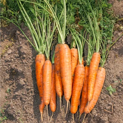 Mrkev F1 Maxima pozdní - Daucus carota - prodej semen - 900 ks