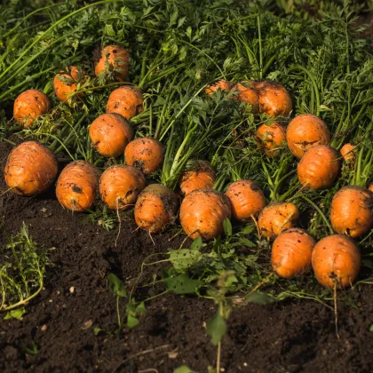 Mrkev kulatá k rychlení Pariser Markt 4 - Daucus carota - prodej semen - 500 ks