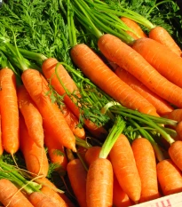 Mrkev Nantaise raná - Daucus carota - prodej semen - 900 ks